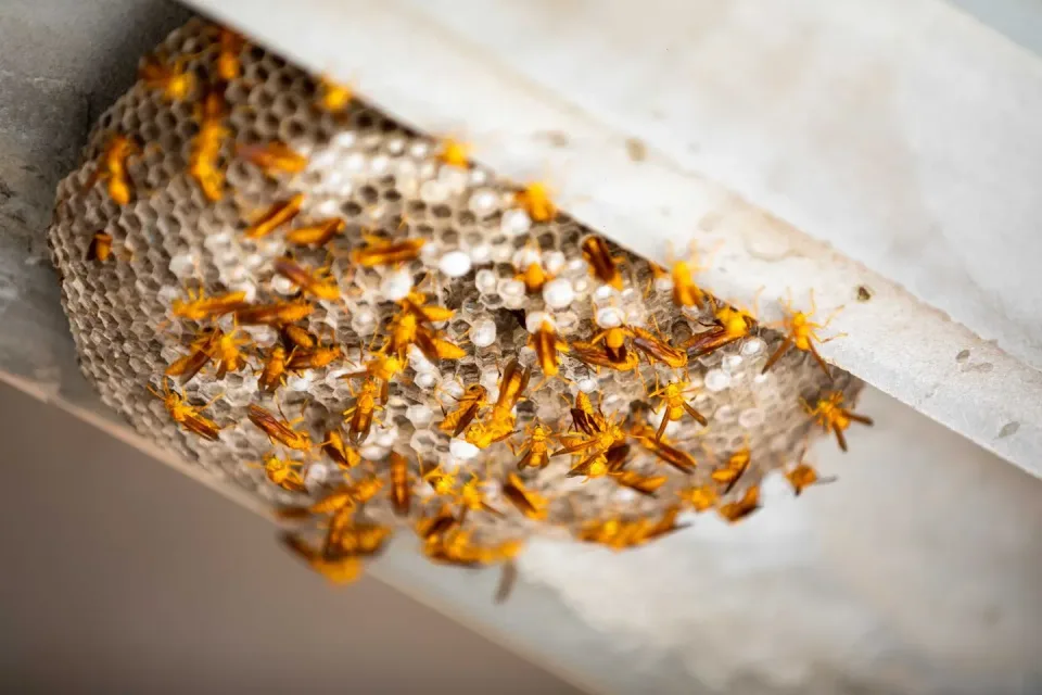 Paper Wasp Nest — Pest Control Paper Wasp Nest — Pest Control