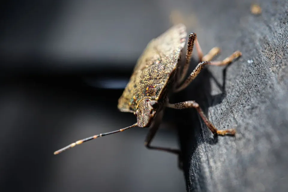 Stink Bug — Pest Control Stink Bug — Pest Control