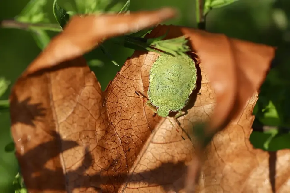 Stink Bug — Pest Control Stink Bug — Pest Control