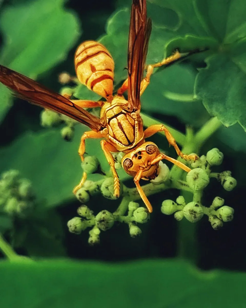Wasp — Pest Control